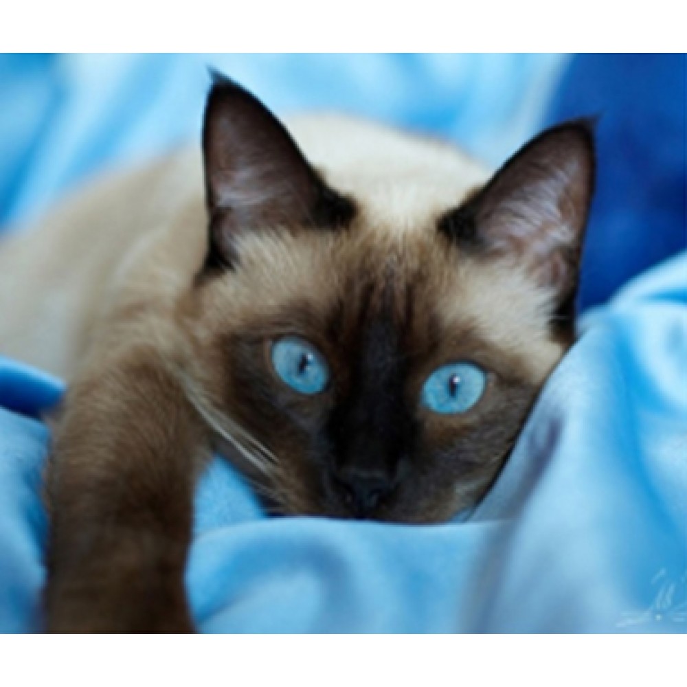 Картина алмазами на рамці 'Сіамська кішка'