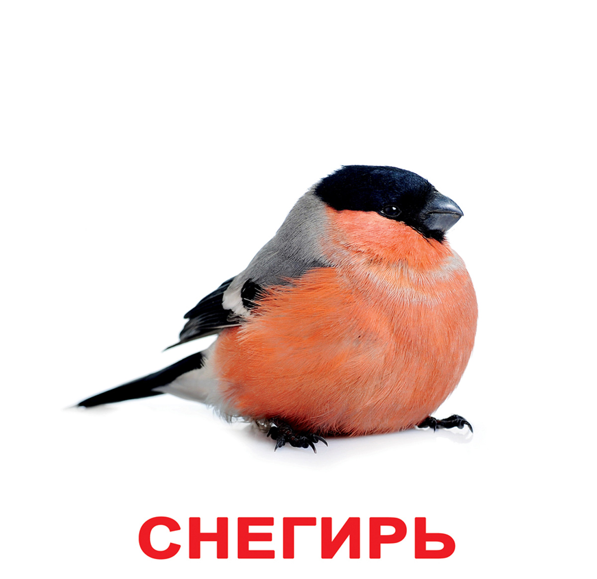 Картки Домана великі російські з фактами ламіновані 'Птахи'