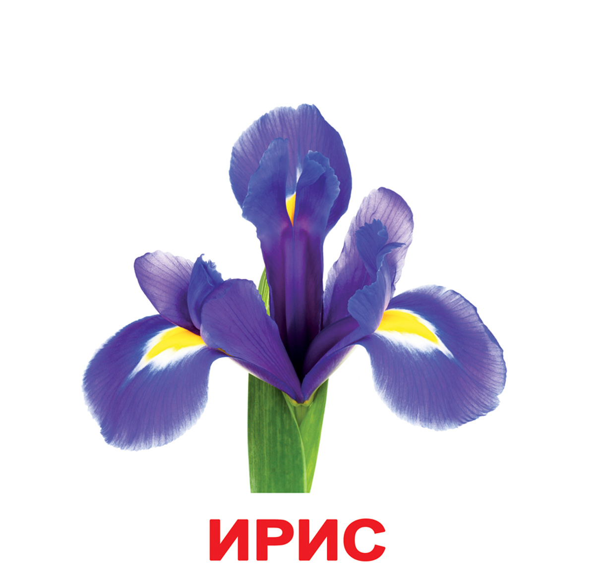 Картки Домана великі російські з фактами 'Квіти'