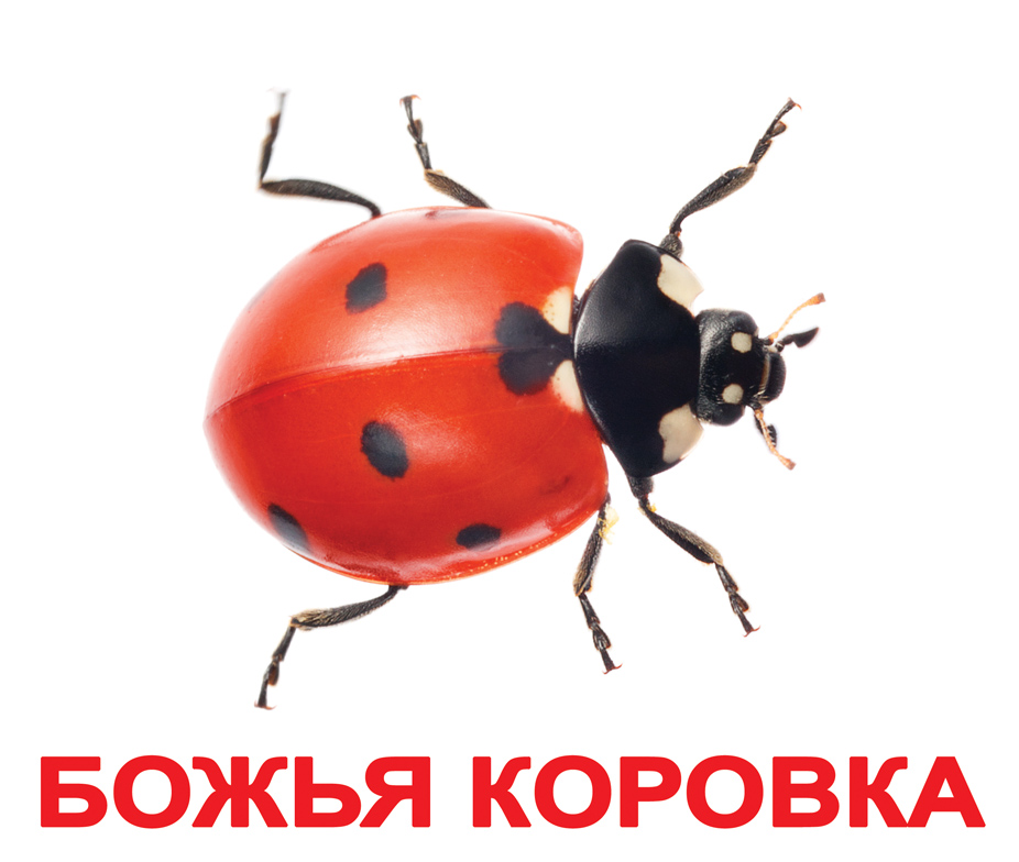 Карточки большие с фактами 'Знакомство с насекомыми'