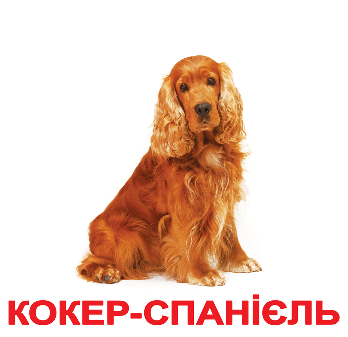 Карточки большие украинские ламинированые 'Породы собак'