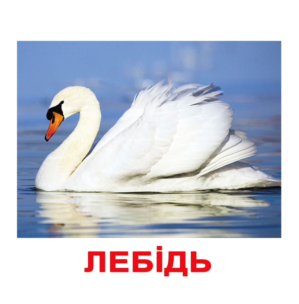 Карточки большие украинские с фактами 'Птицы'
