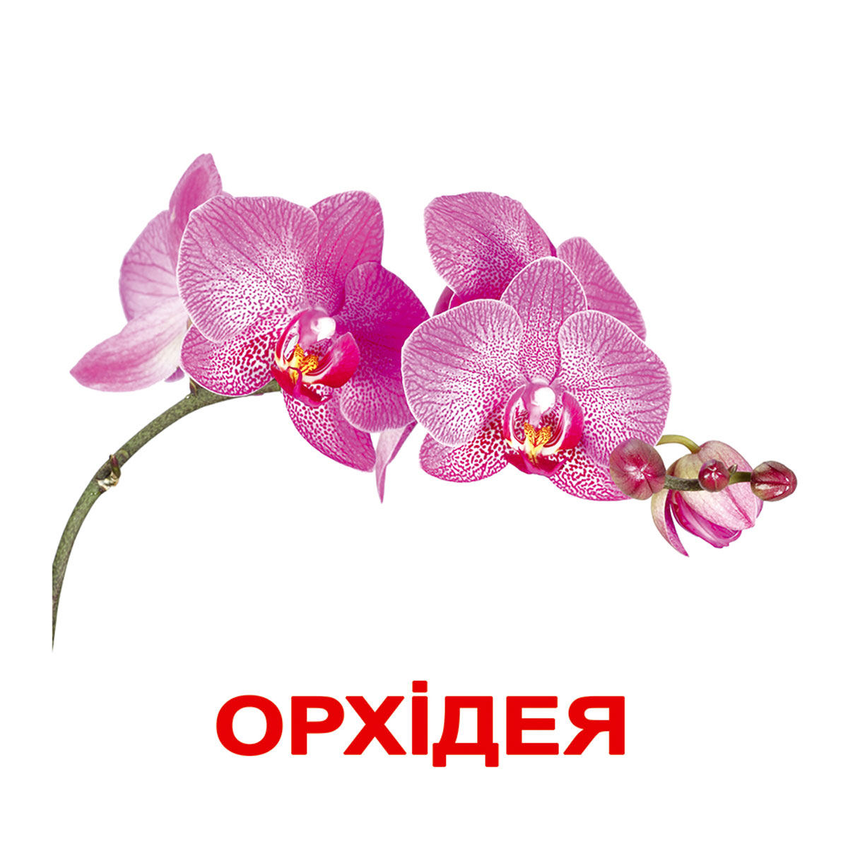 Картки ламіновані великі українські з фактами 'Квіти'