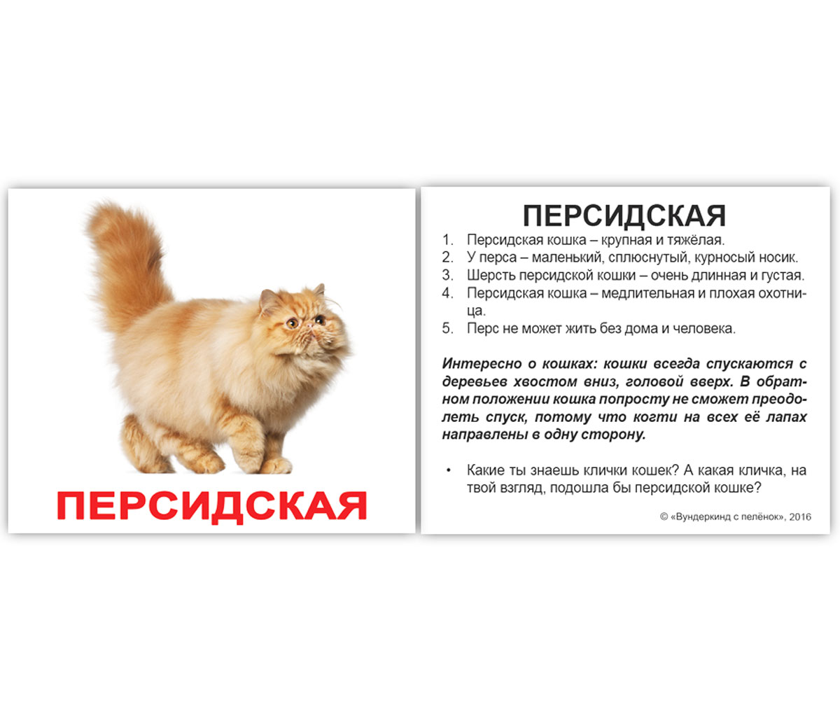 Карточки мини русские с фактами 'Породы кошек'