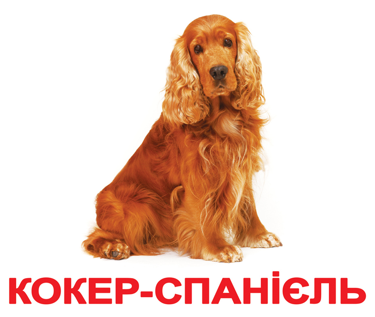 Карточки украинские ламинированые 'Породы собак'
