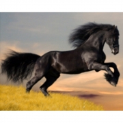 Алмазная живопись на подрамнике "Черный конь мустанг"