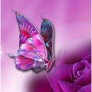 Картина алмазами "Бабочка на розе" без рамки