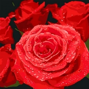 Картина на холсте по номерам "Красные розы"