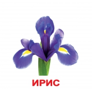 Картки Домана великі російські з фактами "Квіти"