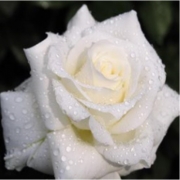 Вишивка алмазами "Біла троянда" без підрамника