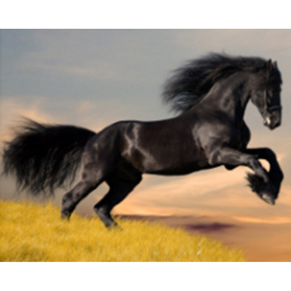 Алмазная живопись на подрамнике 'Черный конь мустанг'