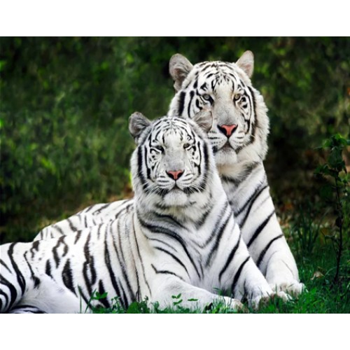 Алмазная вышивка 'Пара белых тигров' без подрамника