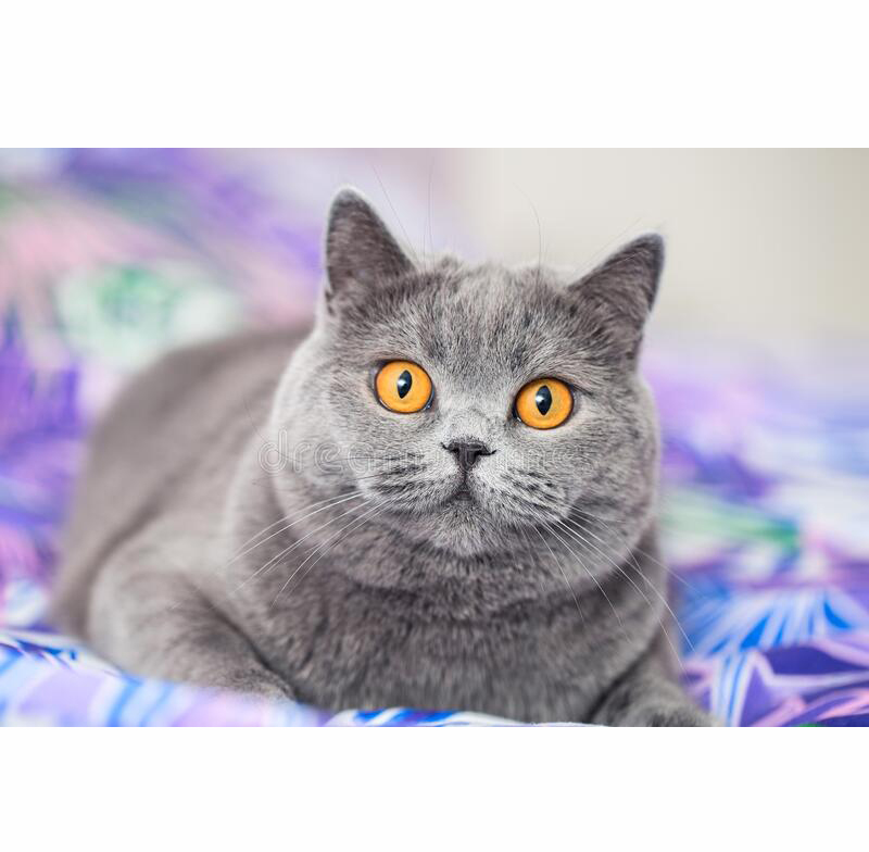 Велика картина алмазами на підрамнику 'Сірий кіт'