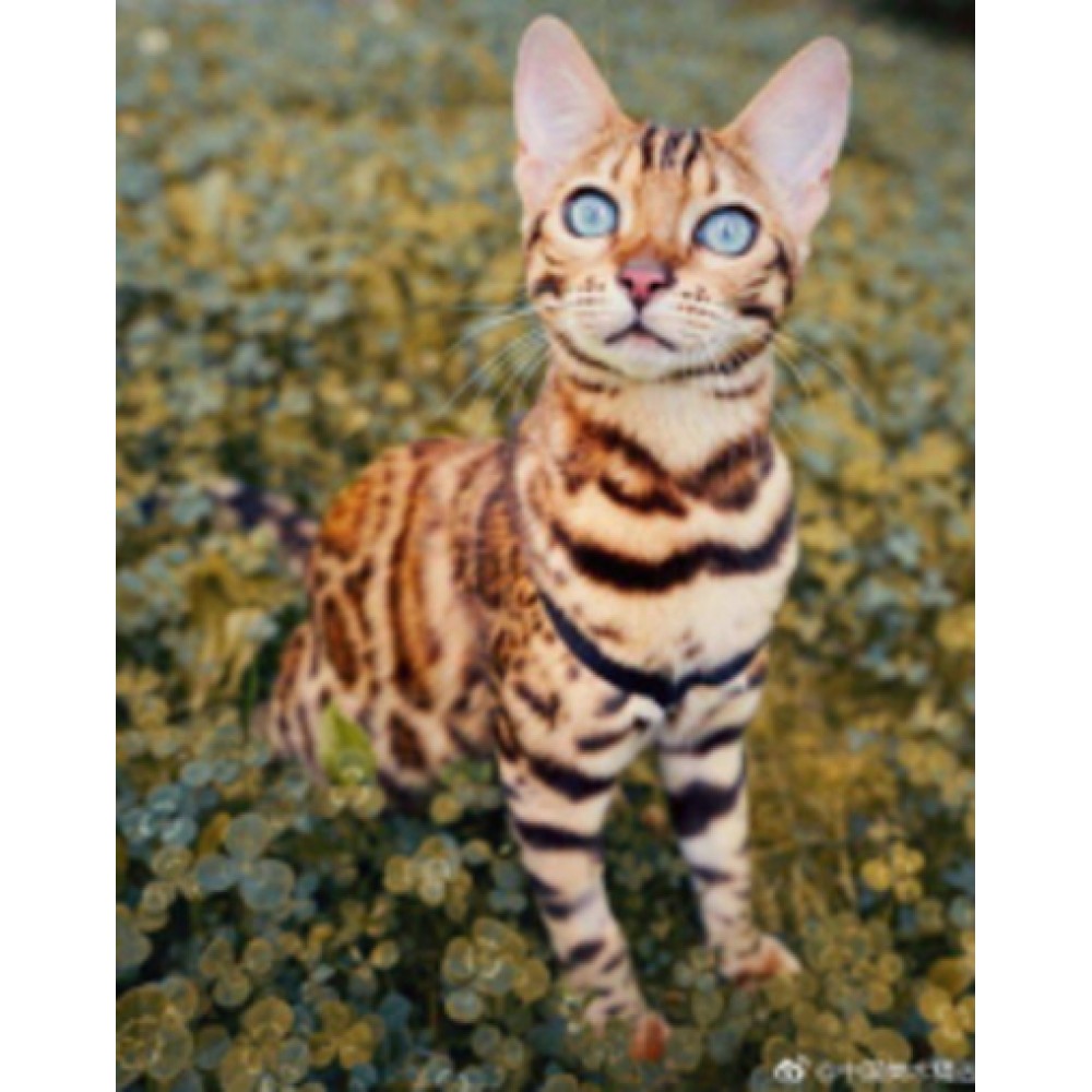 Картина алмазами 'Бенгальська кішка' з рамкою 30*40 см