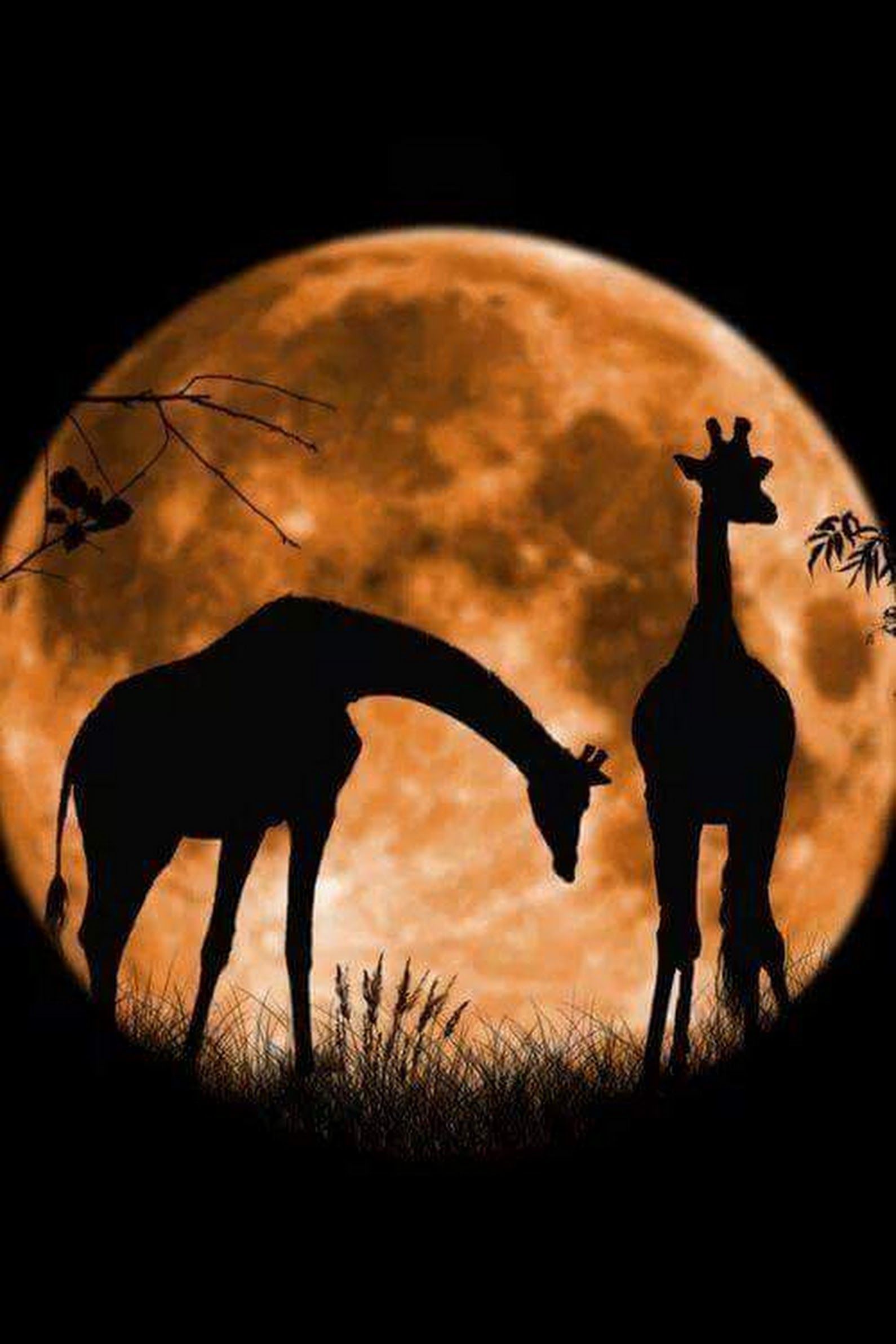 Картина алмазами 'Жирафы на фоне луны'