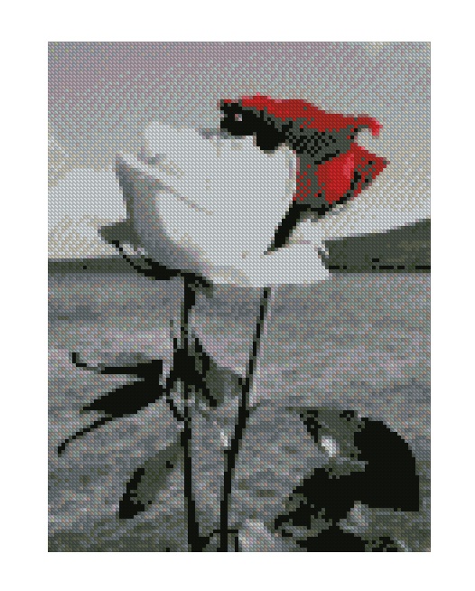 Картина алмазами 'Червона та біла троянда'
