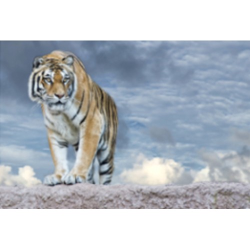 Картина алмазами 'Тигр' без подрамника