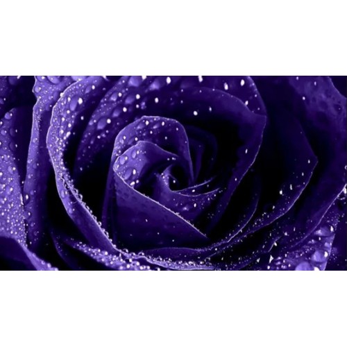 Картина алмазами без подрамника 'Фиолетовая роза'