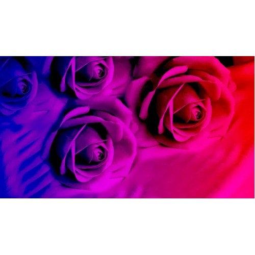Картина алмазами без підрамника 'Пурпурні троянди'