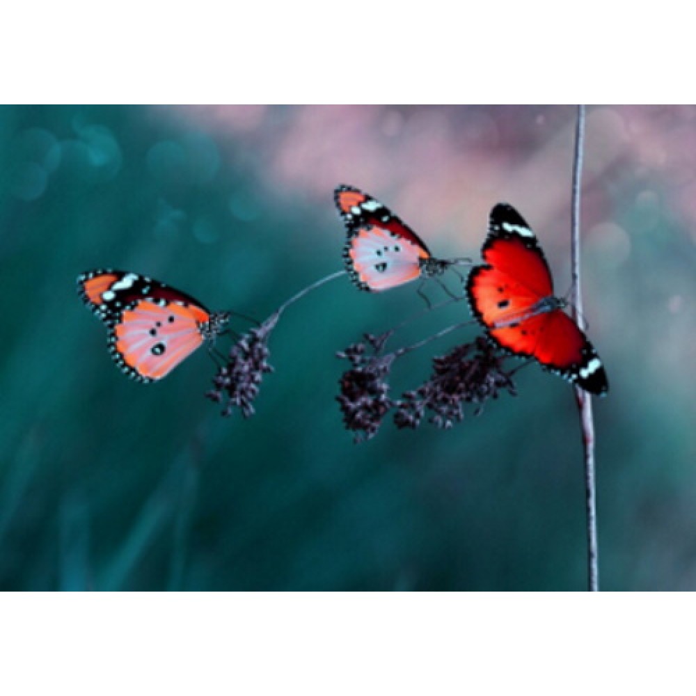 Картина алмазами на подрамнике 'Бабочки'