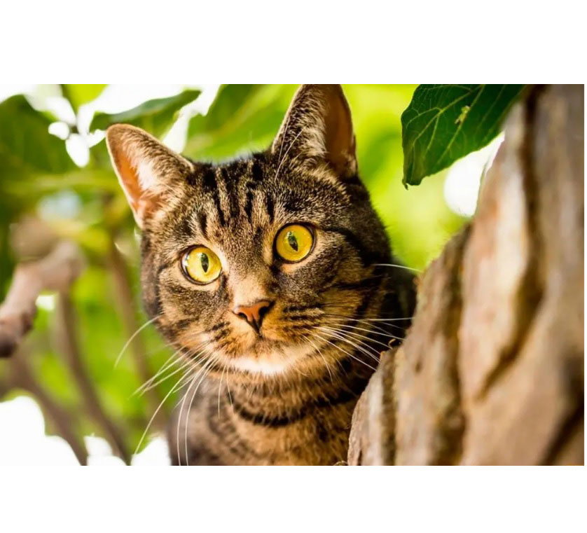 Картина алмазами на підрамнику 'Кішка'