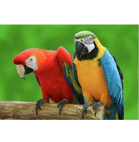Картина алмазами на подрамнике 'Яркие попугаи'
