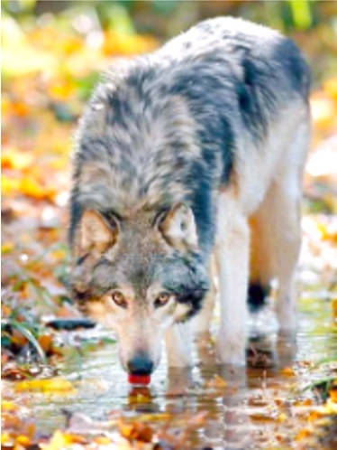 Картина алмазная мозаика 'Волк на водопое'