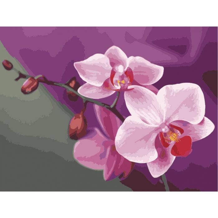 Картина по номерам 'Розовые орхидеи'