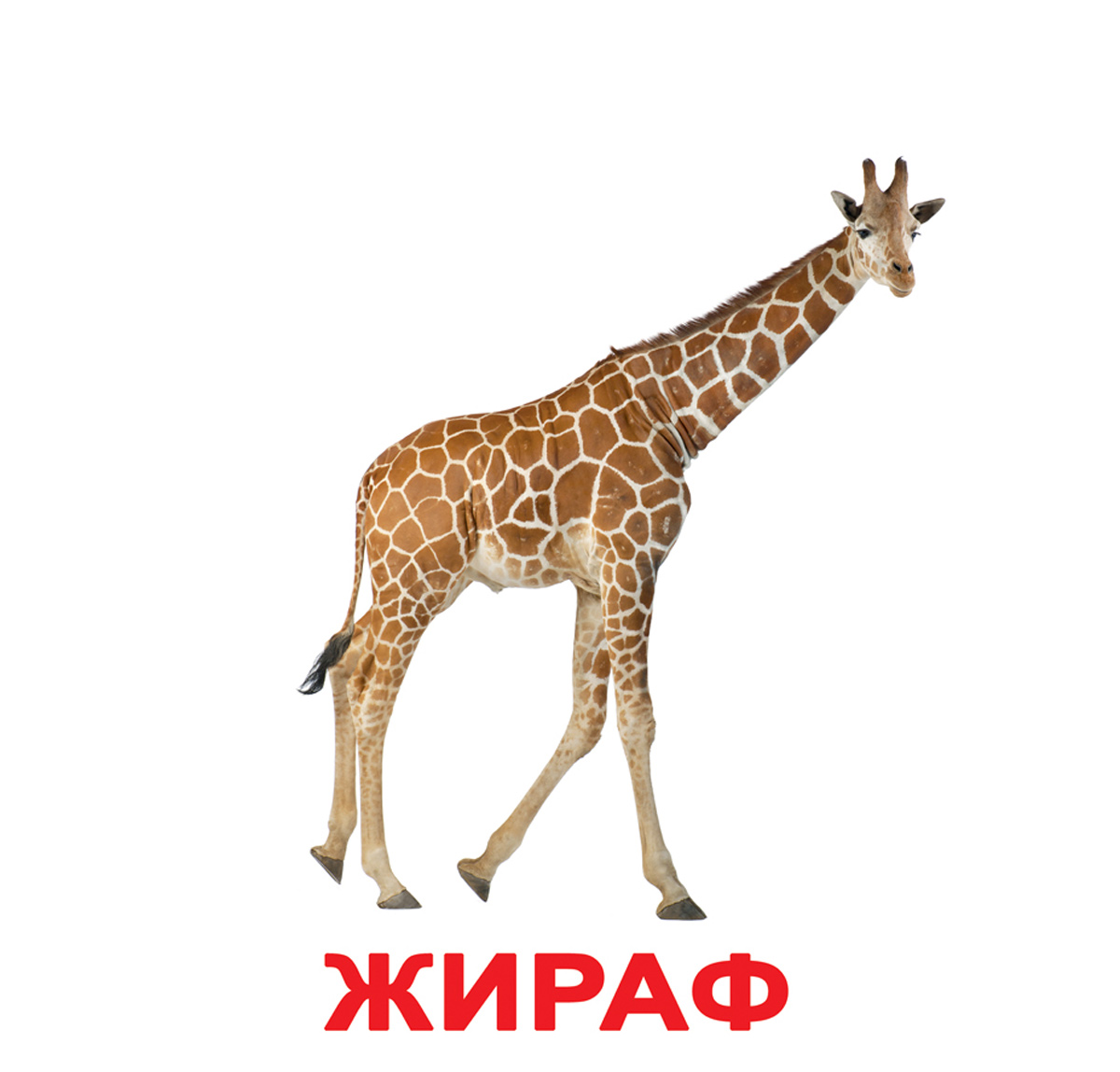 Картки Домана великі російські з фактами 'Дикі тварини'
