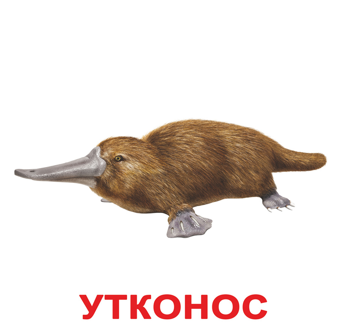 Карточки Домана большие русские  'Экзотические животные'