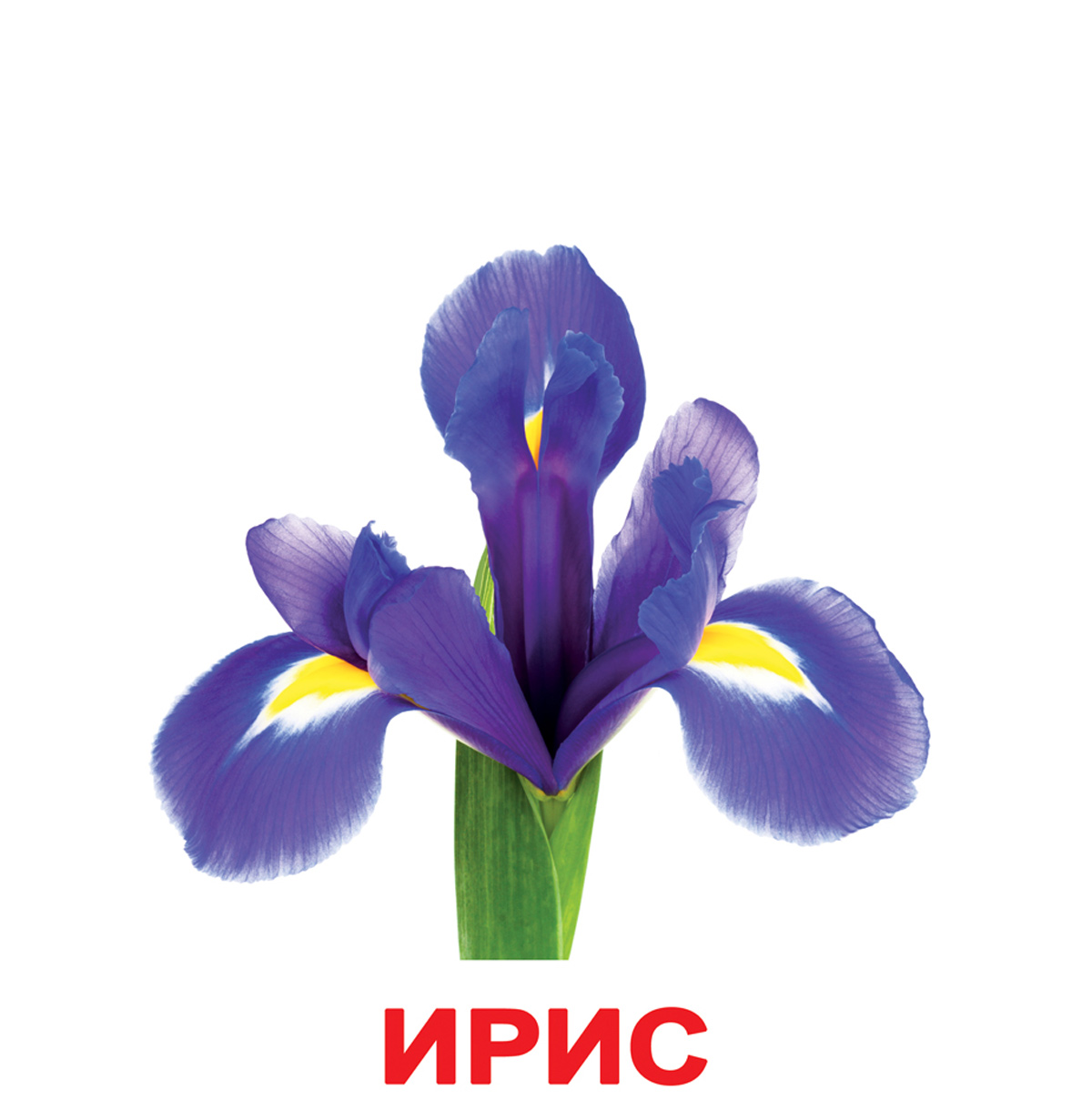 Картки Домана великі російські з фактами ламіновані 'Квіти'
