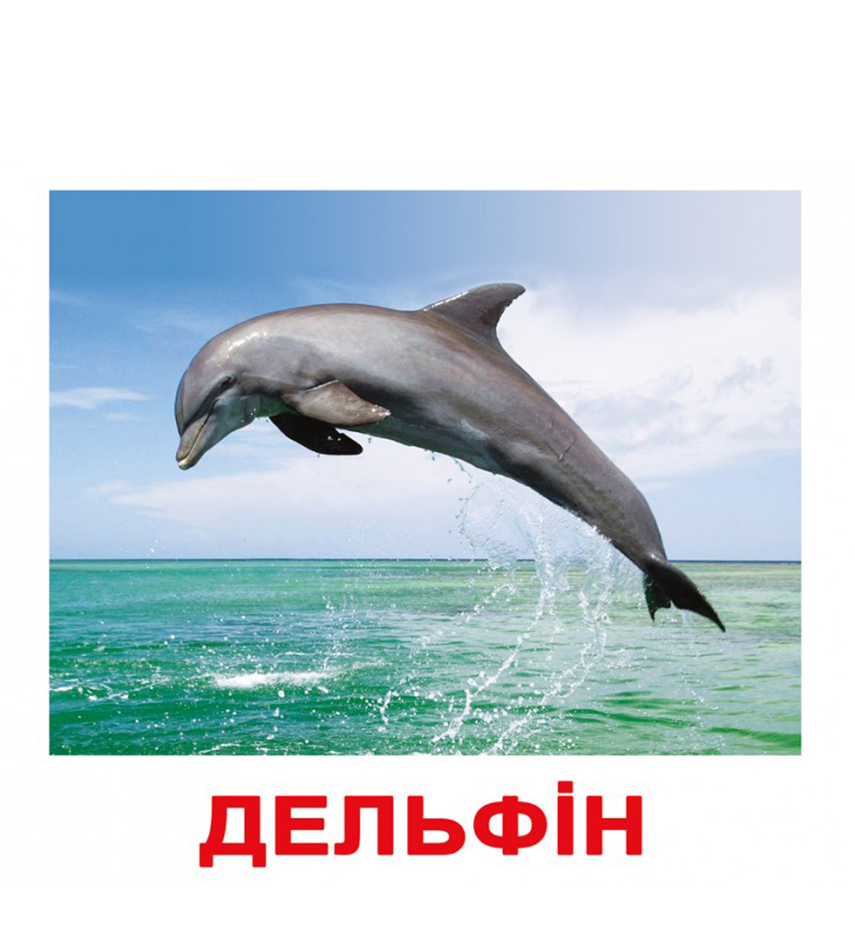Карточки Домана большие украинские   'Обитатели водоёмов'
