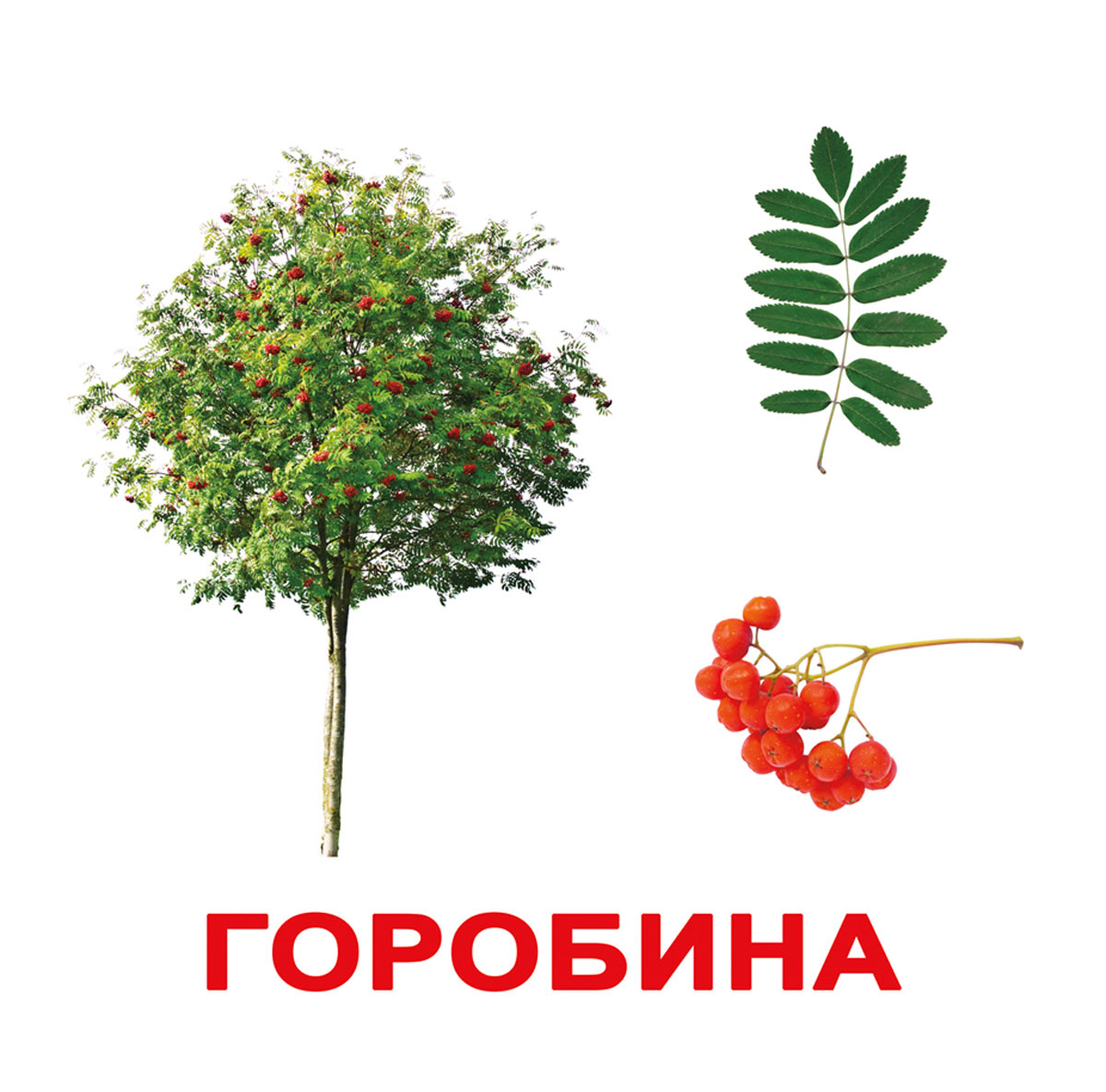 Картки ламіновані великі українські з фактами 'Дерева'