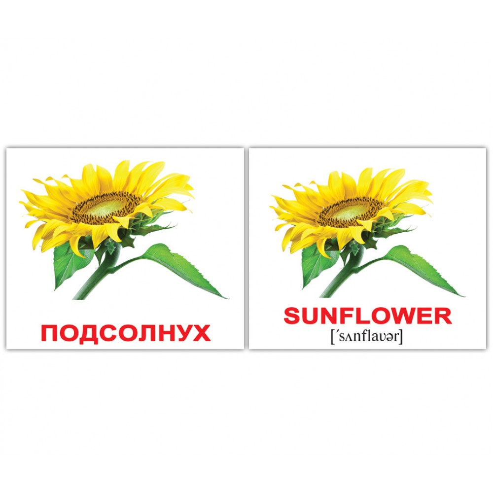 Карточки мини русско-английские 'Цветы'