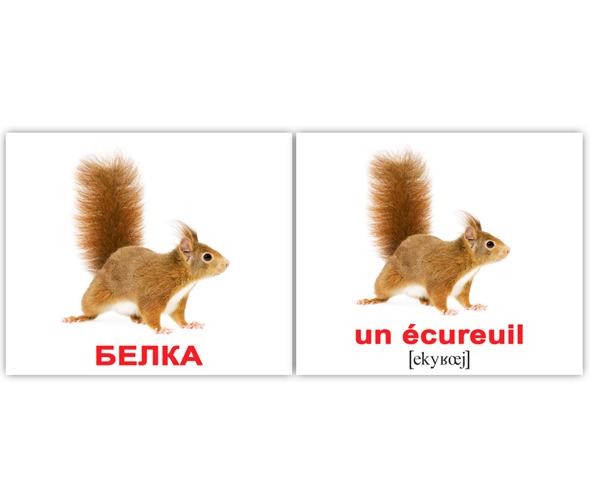Карточки мини русско-французские 'Дикие животные/Les animaix sauvages'