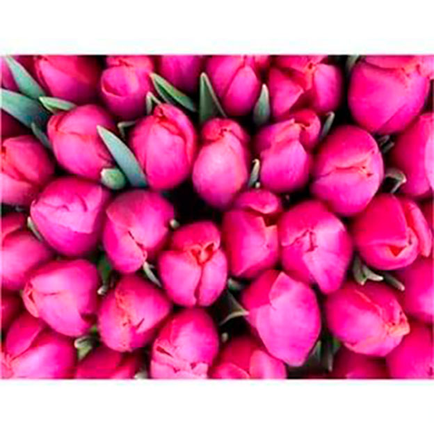 Набор для росписи по номерам 'Розовые тюльпаны' в коробке