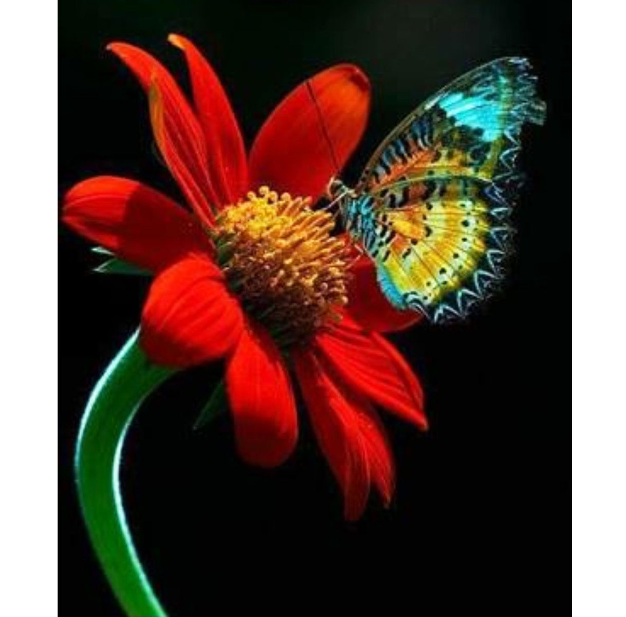 Набор для творчества алмазная мозаика 'Бабочка и цветок'