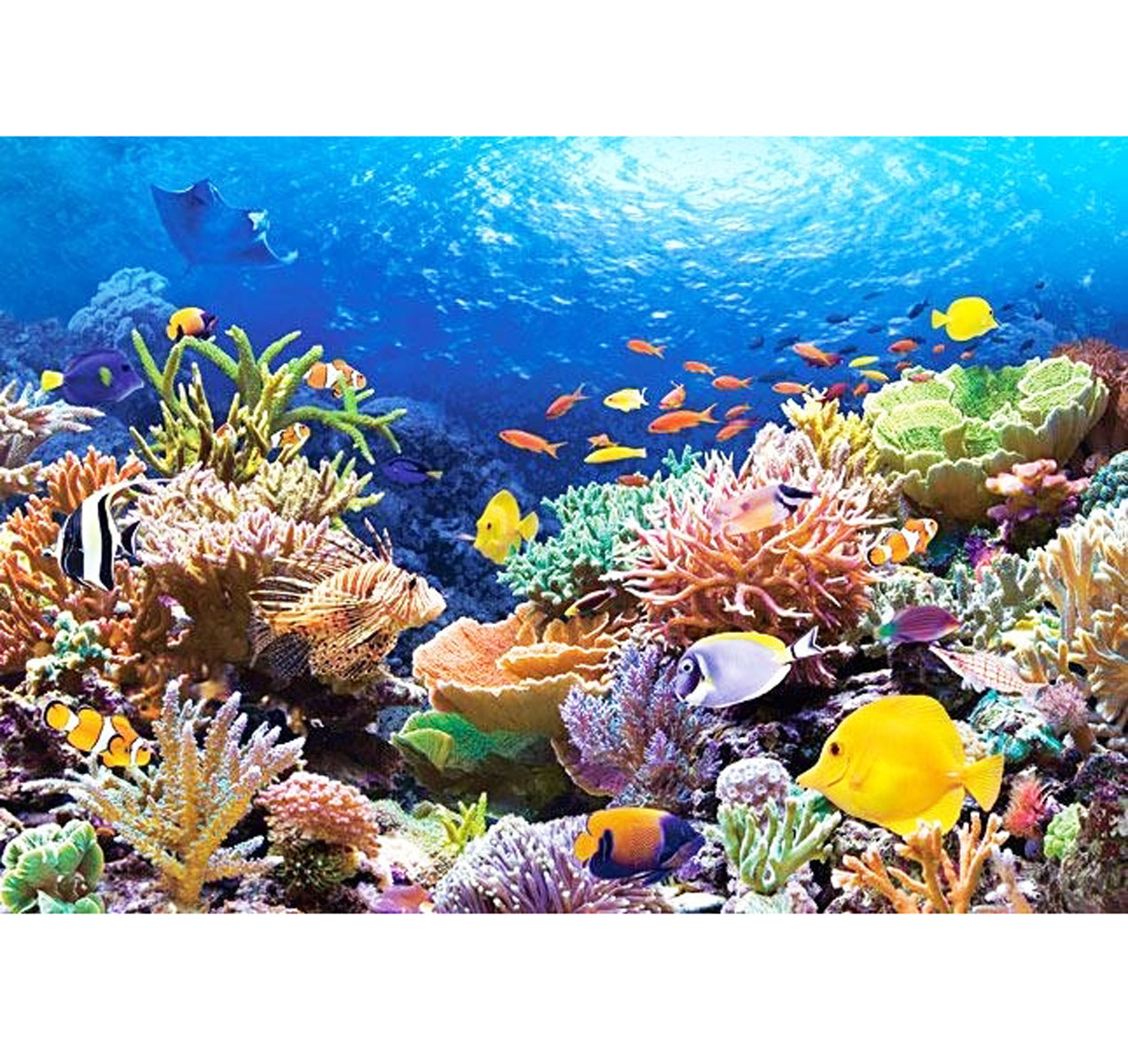 Пазл Castorland 'Коралловый риф'