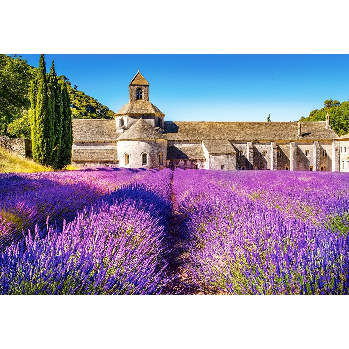 Пазл Castorland 'Трояндова поле в Провансі, Франція'