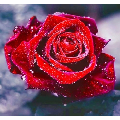 Вышивка алмазами 'Бархатная роза' без подрамника