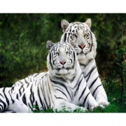 Алмазна вишивка "Пара білих тигрів" без підрамника