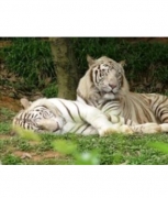 Картина алмазами "Белые тигры"