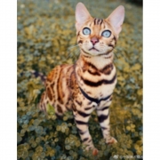Картина алмазами "Бенгальська кішка" з рамкою 30*40 см
