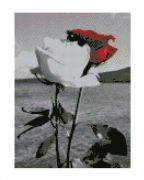 Картина алмазами "Красная и белая роза"