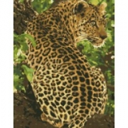 Картина алмазами "Леопард" на подрамнике