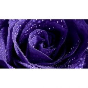 Картина алмазами без подрамника "Фиолетовая роза"
