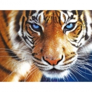 Картина алмазами без подрамника "Хищный тигр"