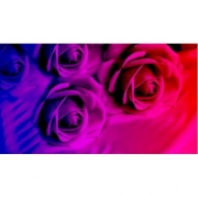 Картина алмазами без подрамника "Пурпурные розы"