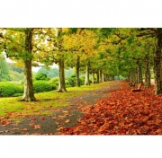 Картина алмазами на подрамнике "Осень"