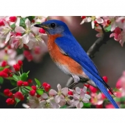 Картина алмазами на подрамнике "Птичка"